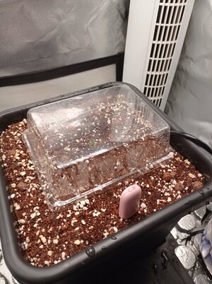 Grow 04 Day 0e.jpg