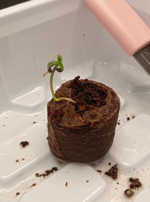 Grow 04 Week 0w.jpg