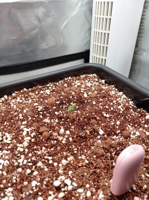 Grow 4 Day 01.jpg