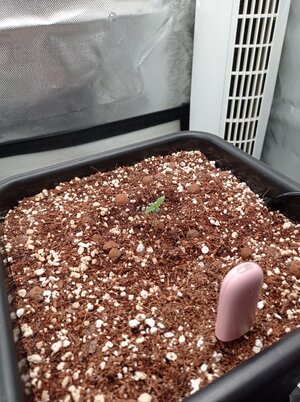 Grow 4 Day 02.jpg