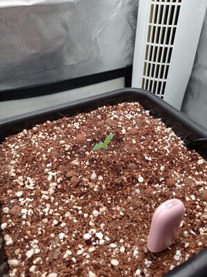 Grow 4 Day 3.jpg