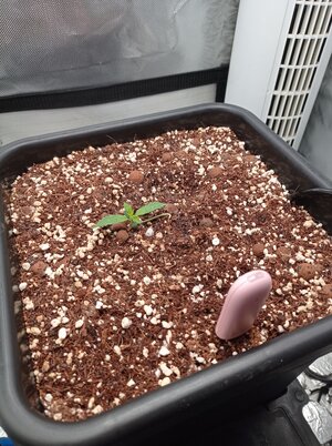 Grow 4 Day 5.jpg