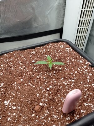 Grow 4 Day 6.jpg