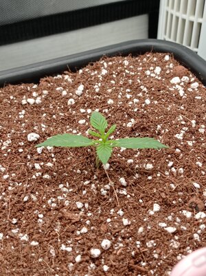 Grow 4 Day 6a.jpg