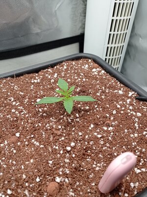 Grow 4 Day 7.jpg