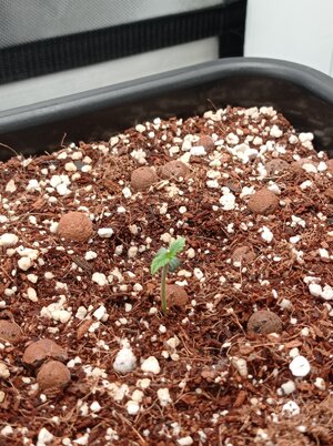 Grow 4 Day 01a.jpg