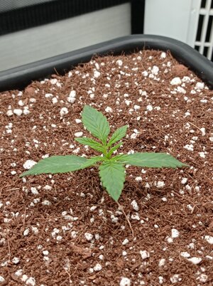 Grow 4 Day 7a.jpg