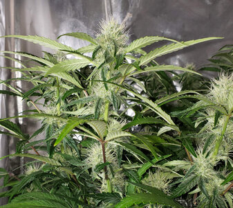 MGST.1_day54_flower.jpg