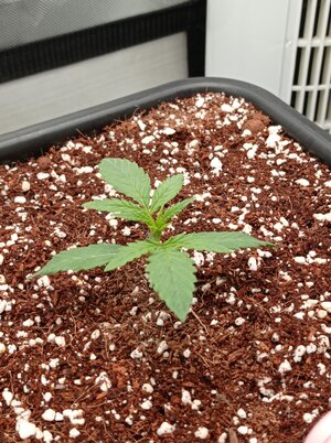 Grow 4 Day 8a.jpg