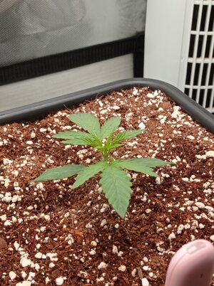 Grow 4 Day 9a.jpg