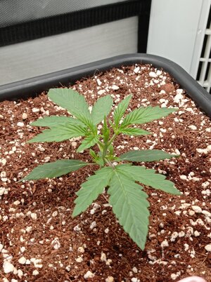 Grow 4 Day 10a.jpg