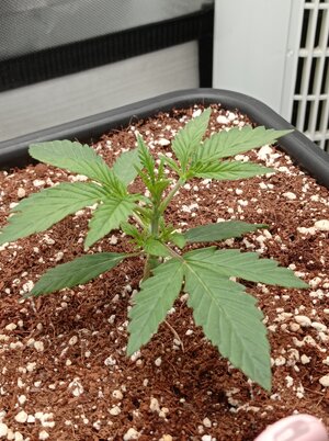 Grow 4 Day 11a.jpg