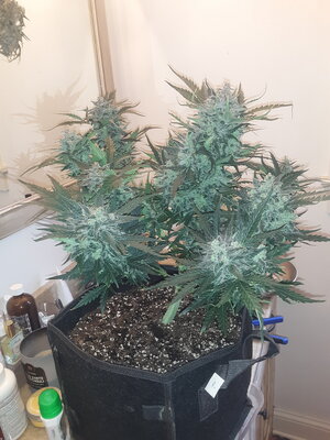 Seedsman Critical +2.0