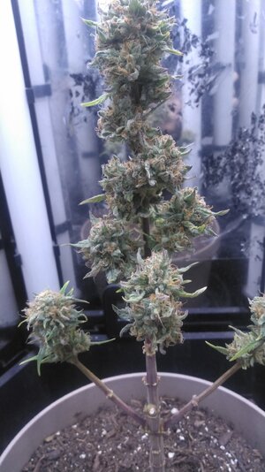 Mephisto's CDLC x Skywalker