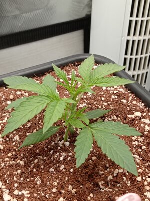 Grow 4 Day 12a.jpg