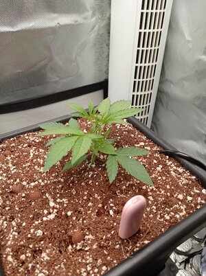 Grow 4 Day 13.jpg