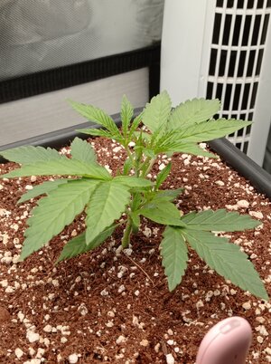 Grow 4 Day 13a.jpg