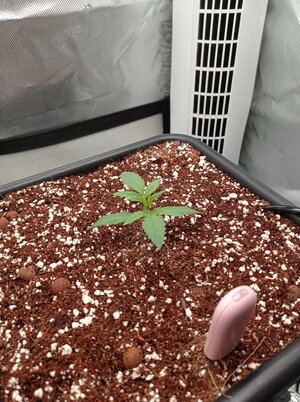 Grow 4 Day 8.jpg