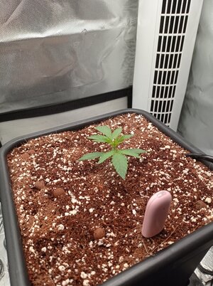 Grow 4 Day 9.jpg