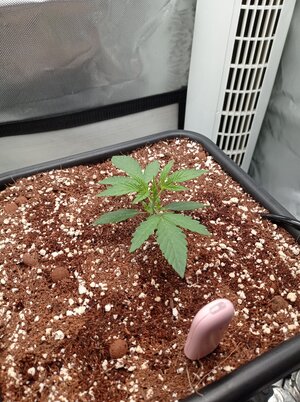 Grow 4 Day 10.jpg