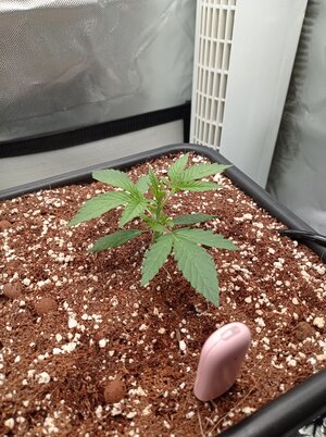 Grow 4 Day 11.jpg