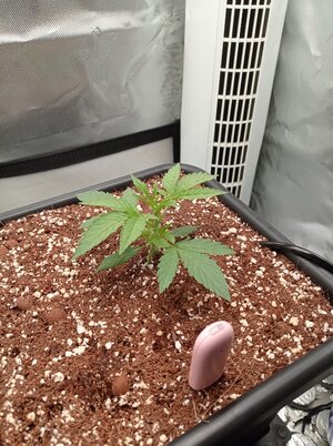 Grow 4 Day 12.jpg