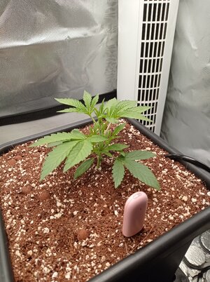 Grow 4 Day 14.jpg