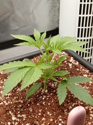 Grow 4 Day 14a.jpg