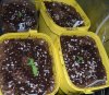 seedlings.jpg