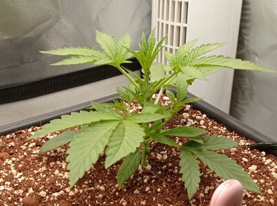 Grow 4 Day 15a.jpg