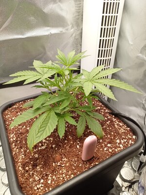 Grow 4 Day 17.jpg