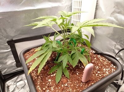 Grow 4 Day 18a.jpg