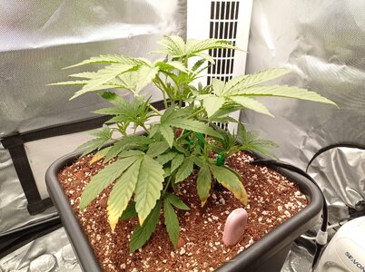 Grow 4 Day 19a.jpg