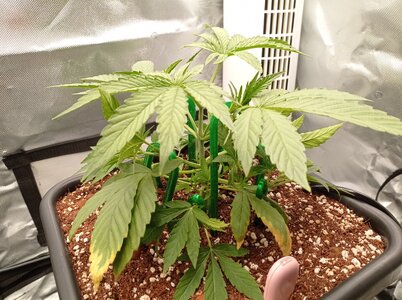 Grow 4 Day 19c.jpg