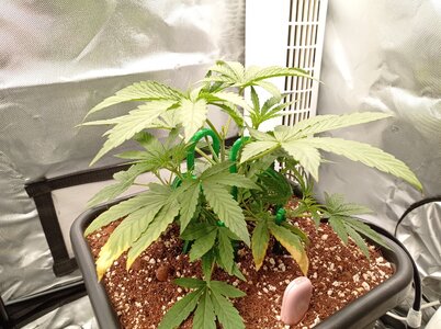 Grow 4 Day 20a.jpg