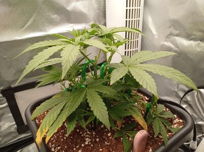 Grow 4 Day 21a.jpg