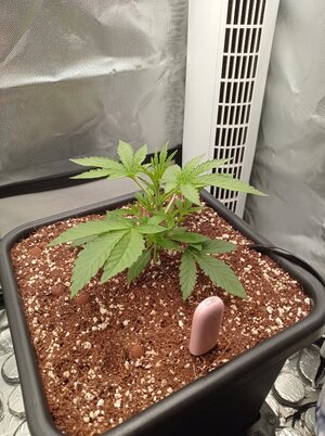 Grow 4 Day 15.jpg