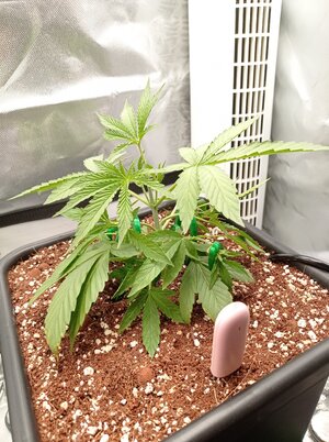 Grow 4 Day 17c.jpg