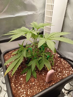 Grow 4 Day 18.jpg