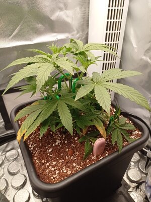 Grow 4 Day 21.jpg