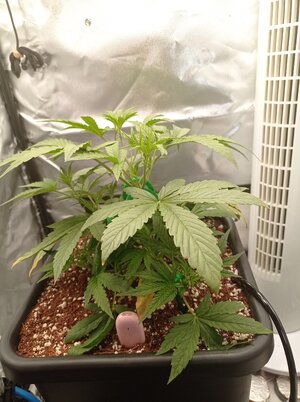 Grow 4 Day 22.jpg