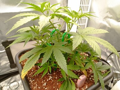 Grow 4 Day 22a.jpg