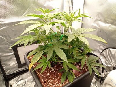 Grow 4 Day 23a.jpg