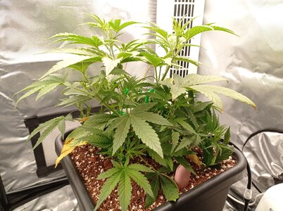 Grow 4 Day 24a.jpg