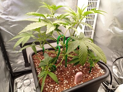 Grow 4 Day 24c.jpg