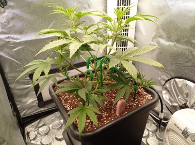 Grow 4 Day 25a.jpg