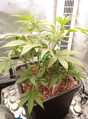 Grow 4 Day 26.jpg