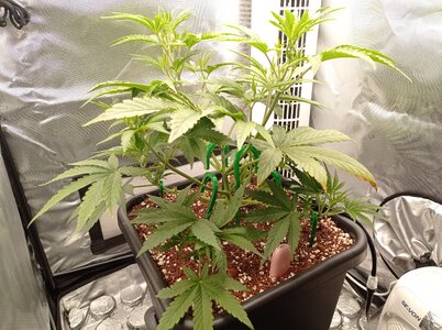 Grow 4 Day 26a.jpg