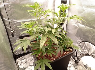 Grow 4 Day 27a.jpg