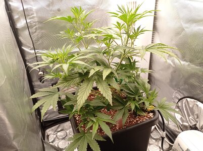 Grow 4 Day 28a.jpg